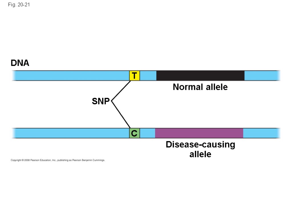 Fig. 20-21 Disease-causing allele DNA SNP Normal allele T C